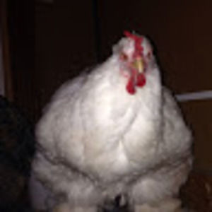 Meet your Posher, Isaac